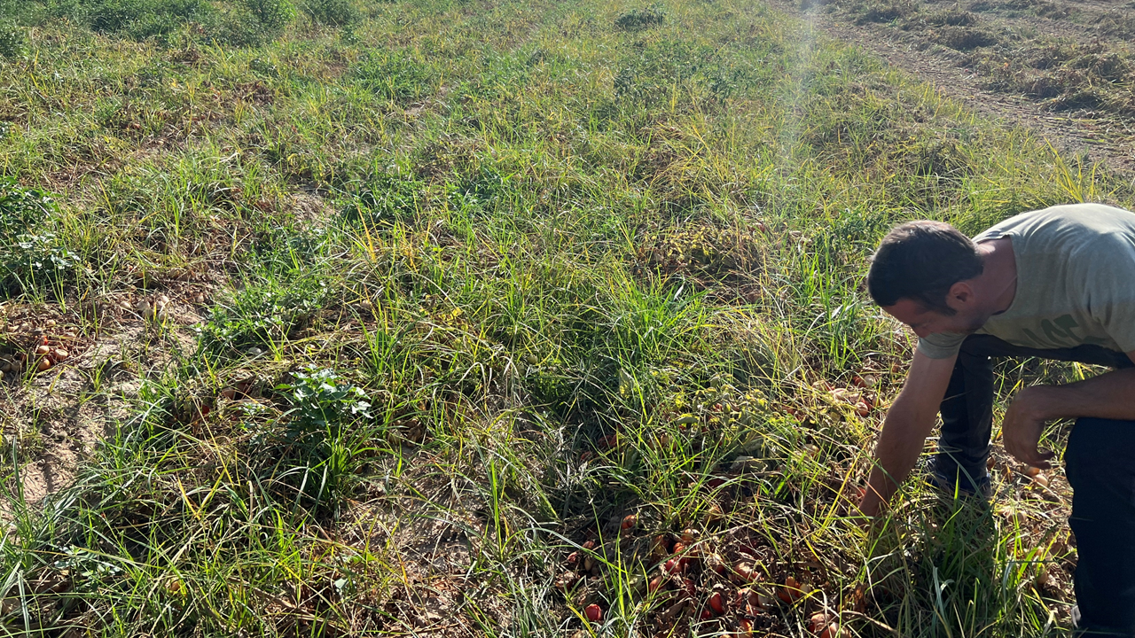 Weeds at Harvest: The Hidden Cost Impacting Food Yield
